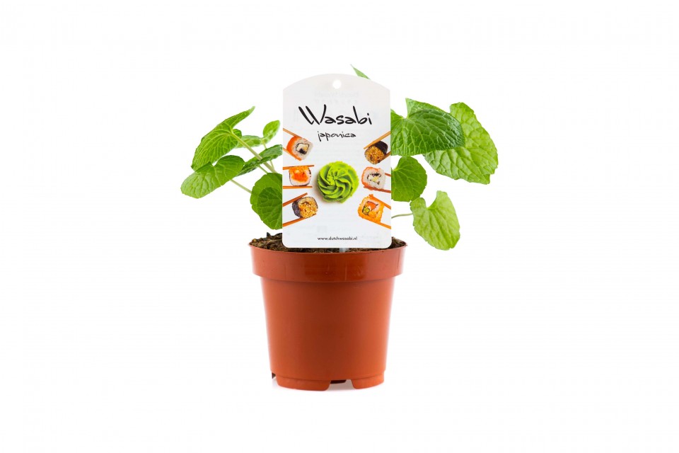 Dutch wasabi